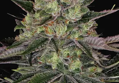 Gorilla Zkittlez