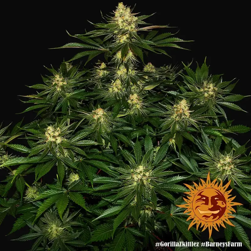 Gorilla Zkittlez — zdjęcie 5