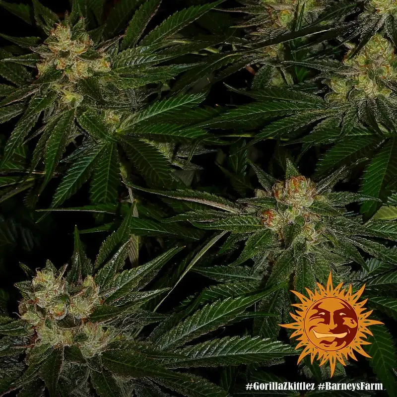 Gorilla Zkittlez — zdjęcie 2