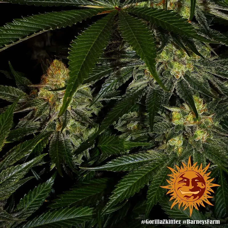 Gorilla Zkittlez — zdjęcie 3