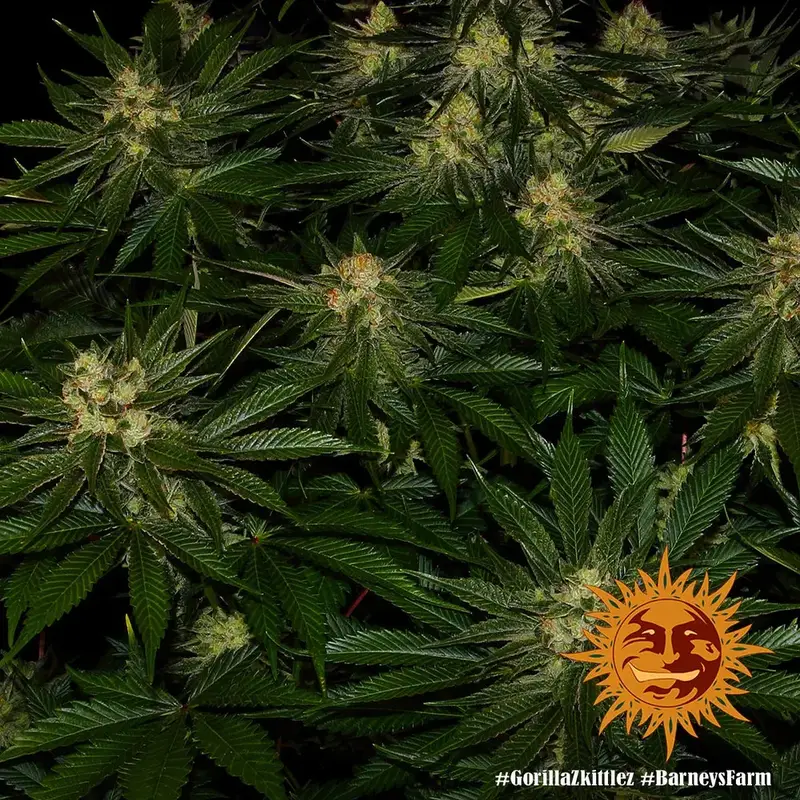 Gorilla Zkittlez — zdjęcie 4