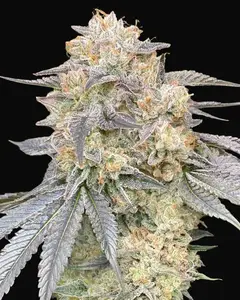 Gorilla Zkittlez Fast