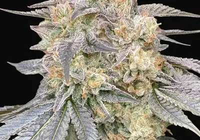 Gorilla Zkittlez Fast