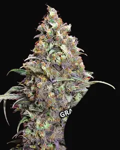 Grand Daddy Purple