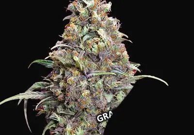 Grand Daddy Purple