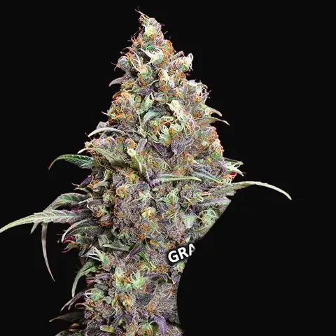 Grand Daddy Purple