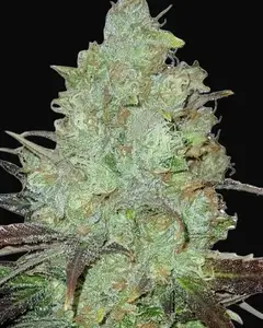 Granddaddy Purple Auto