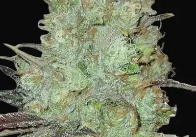 Granddaddy Purple Auto