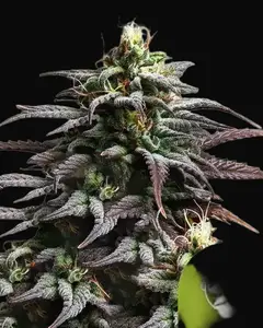 Granddaddy Purple Auto