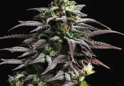 Granddaddy Purple Auto