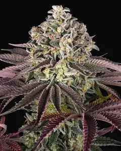 GrandDaddy Purple