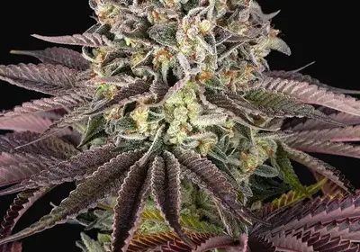 GrandDaddy Purple