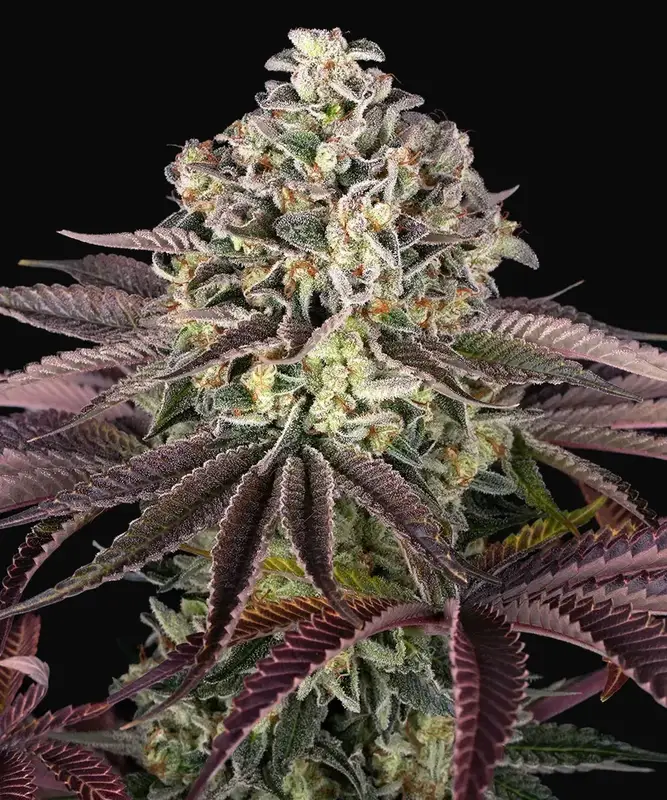GrandDaddy Purple