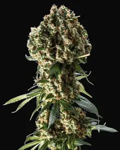 Granddaddy Purple