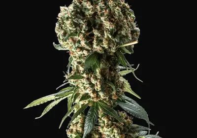 Granddaddy Purple