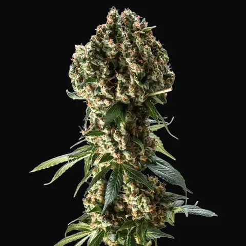 Granddaddy Purple
