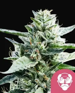 Granddaddy Purple