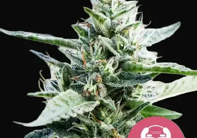 Granddaddy Purple