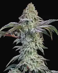 Grandpa's Cookies #6 S1