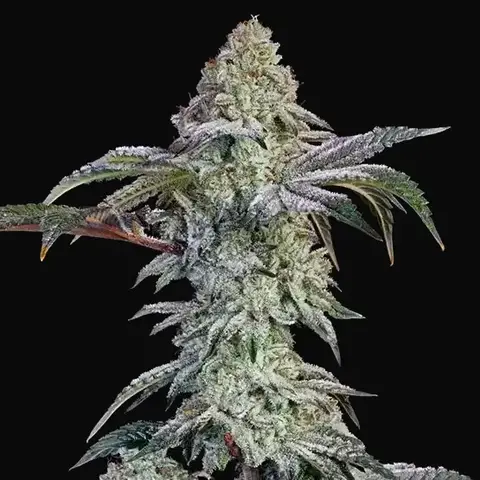 Grandpa's Cookies #6 S1