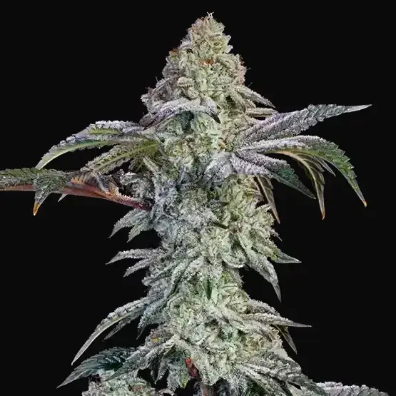 Grandpa's Cookies #6 S1