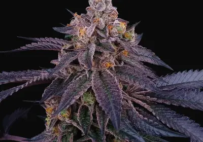 Granita
