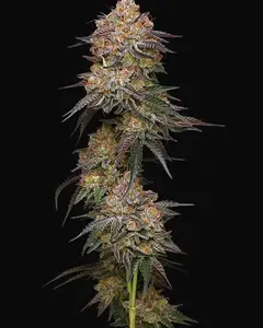Granny Candy