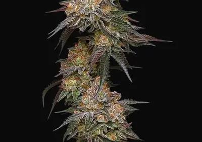 Granny Candy