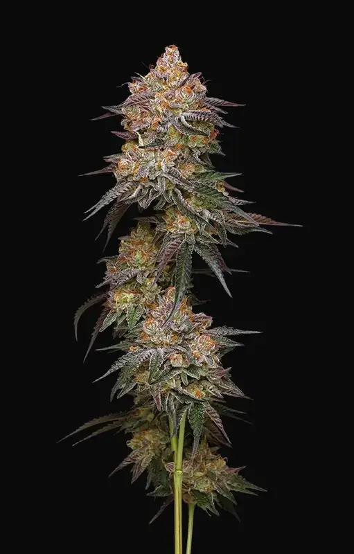 Granny Candy