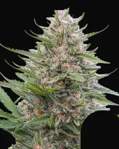 Grape Ape Auto