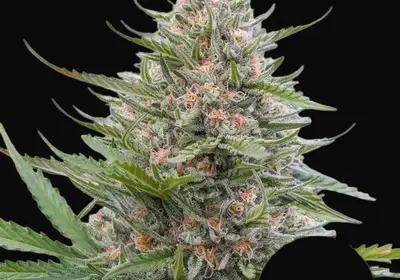 Grape Ape Auto