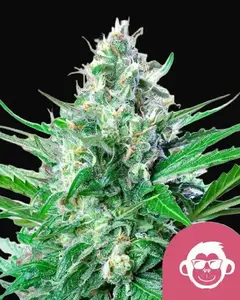 Grape Ape
