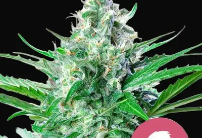 Grape Ape