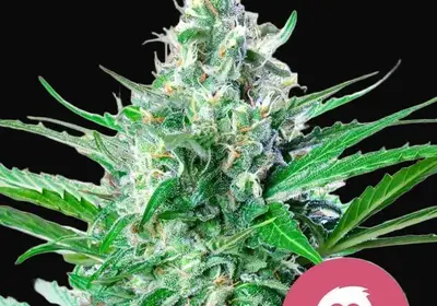 Grape Ape