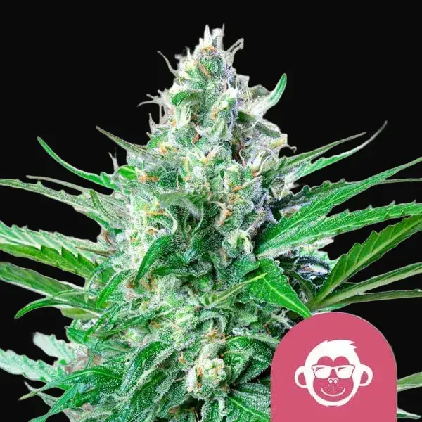 Grape Ape