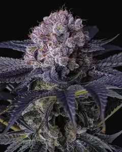 Grape Balls of Fire RBx