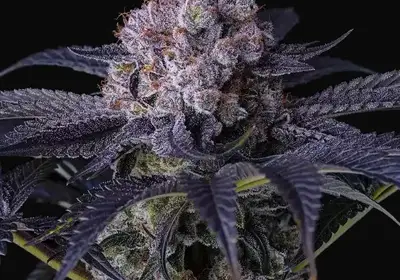 Grape Balls of Fire RBx