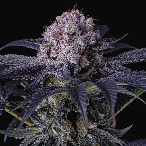 Grape Balls of Fire RBx