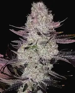 Grape Diamonds R2