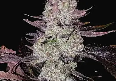 Grape Diamonds R2