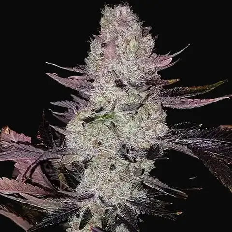 Grape Diamonds R2
