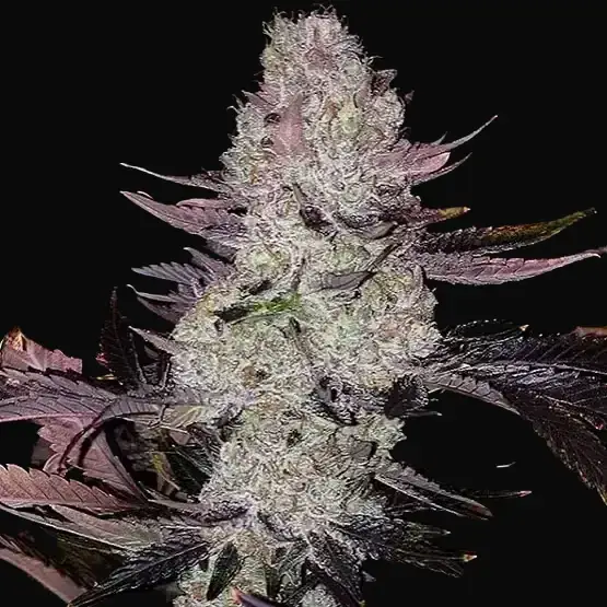 Grape Diamonds R2