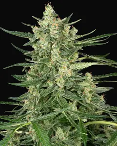 Grape Jam Feminized