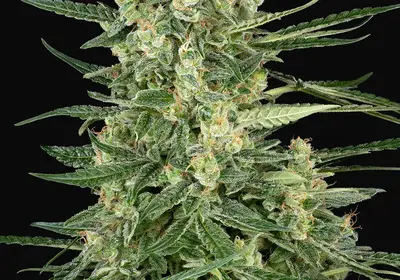 Grape Jam Feminized