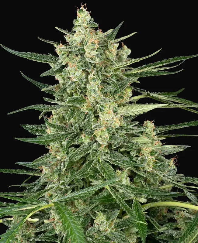 Grape Jam Feminized