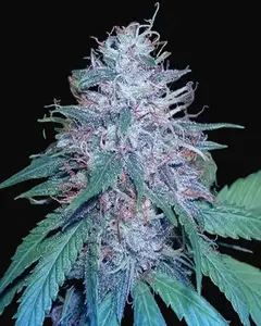 Grape Kush