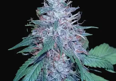 Grape Kush