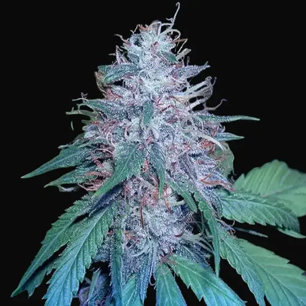 Grape Kush