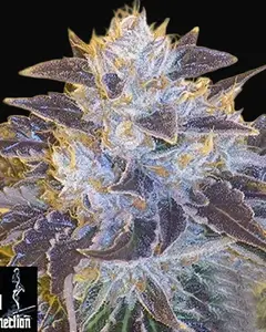 Grape OG