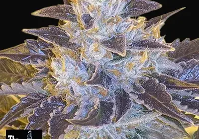 Grape OG